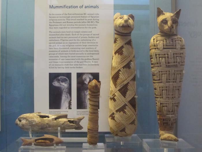 Cat Mummies